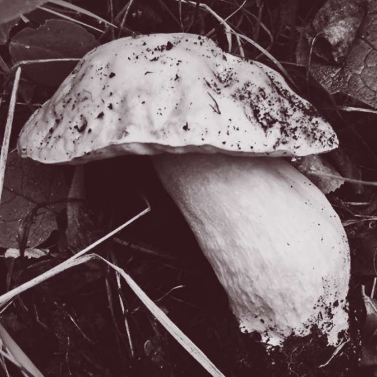 King Bolete Sponsor