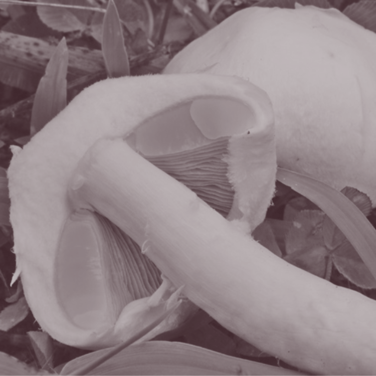 Meadow Mushroom Sponsor