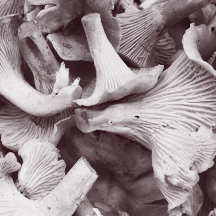 Golden Chanterelle Sponsor