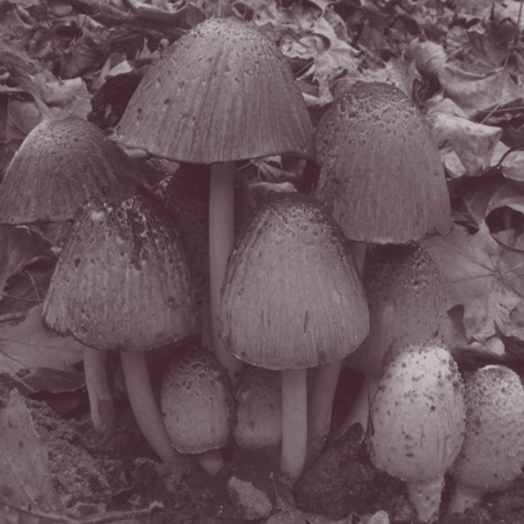 Inky Cap Sponsor